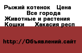 Рыжий котенок › Цена ­ 1 - Все города Животные и растения » Кошки   . Хакасия респ.